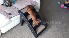 Dachshund puppy using steps to get on to the sofa!
