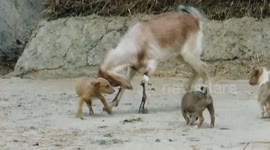 a goat fighting with some cute dog puppy