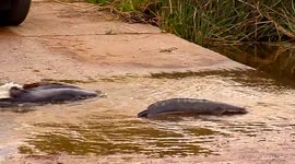 Catfish crossing the road - Kruger National Park