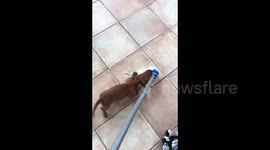 Cute sausage dog puppy wears out owner