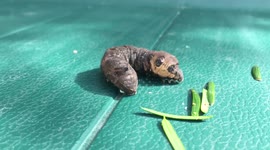 Elephant hawk-moth caterpillar  found in garden