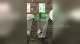 Newsflare Edit - The rats are invading #woodstreet #tfl #londonoverground https://t.co/oTdFXYbbTa