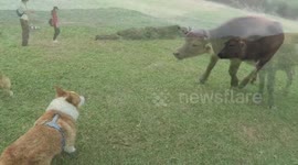 Corgi cattle bullfighting funny cute