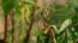 A beautiful dragonfly dances on a plant in West Bengal