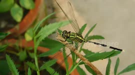 a beautiful dragon fly