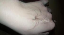 Spider with long legs walking on my hand