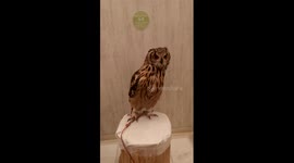 Owl caffe akihabara Tokyo Japan birds big bird