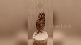 Newsflare Edit - Owl caffe akihabara Tokyo Japan birds big bird