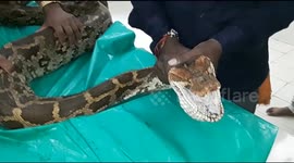In rare surgery, tumour removed from python’s mouth (video 2)