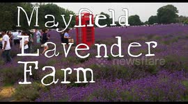 Mayfield Lavender Farm