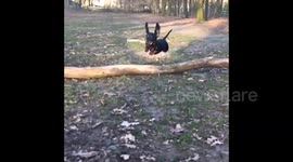 Dachshund puppy makes a magnificent slomo leap