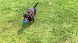 Dachshund showing her fetching skills