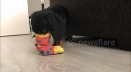 Dachshund struggling to get cookies out of a sock