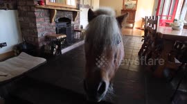 Shetland pony acts like a dog