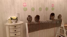 Owls hanging out at own caffe in akihabara Tokyo Japan