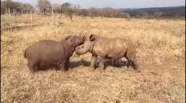 Orphaned baby rhino and baby hippo play together