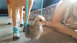 Just a tiny chicken using the reins of a tiny horse as a tiny swing