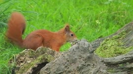 Young red squirrels play-fighting