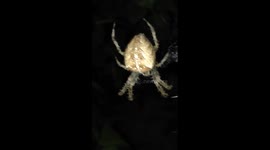 Spider opportunist