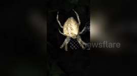 Newsflare Edit - Spider opportunist
