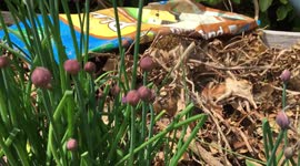 Spider hatchlings