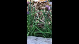 Baby spiders