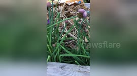 Newsflare Edit - Baby spiders