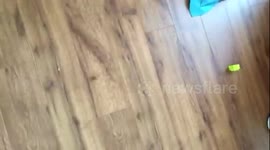 Spider invasion heart attack