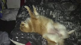 Pomeranian Dog Is Just Far To Relaxed