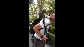 Monkeys having intercourse on tourist