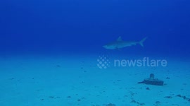 Tiger Shark Scuba Dive on the Big Island of Hawaii