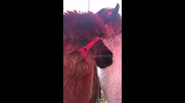 Alpacas air kissing