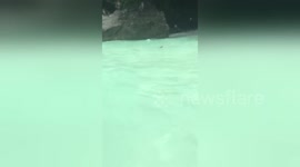 Newsflare Edit - Crazy Monkeys
