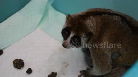 9 Slow Loris (Nycticebus sp) Saved from Hunters and Wildlife Traders