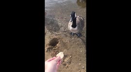 Duck steps in hole when chasing food