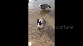 Newsflare Edit - Duck steps in hole when chasing food