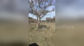 Newsflare Edit - Axis Deer Rescue