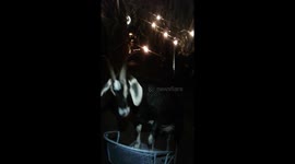Late Night Goat Spaghetti
