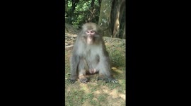 Evil macaque monkey attacks at Kyoto monkey park
