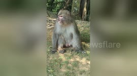 Newsflare Edit - Evil macaque monkey attacks at Kyoto monkey park