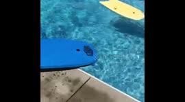 Dog wants ball but doesn't swim