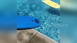 Newsflare Edit - Dog wants ball but doesn't swim