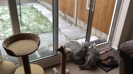 Kittens alarmed by first snow