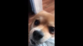 Crazy Pomeranian Attack !