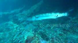 Giant Barracuda filmed around Panglao Island in the Philippines