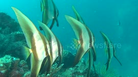 Juvenile and adult Longfin Spadefish, Bohol Philippines
