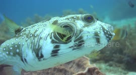 White-Spotted Puffer, Map Puffer and Blackspotted Puffer