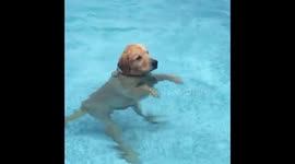 Dog stands waiting to play fetch