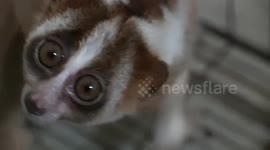 Discovery of the Rare Lorises Java (Nycticebus Javanicus)