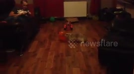 This Rabbit Goes Bonkers For a Balloon